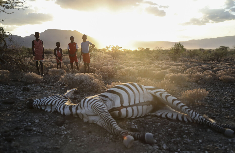 En gruppe masaibarn ved siden av en sebra som skal ha dødd som følge av tørke. Eksperter peker på at klimakrisen rammer Afrika «først og hardest».