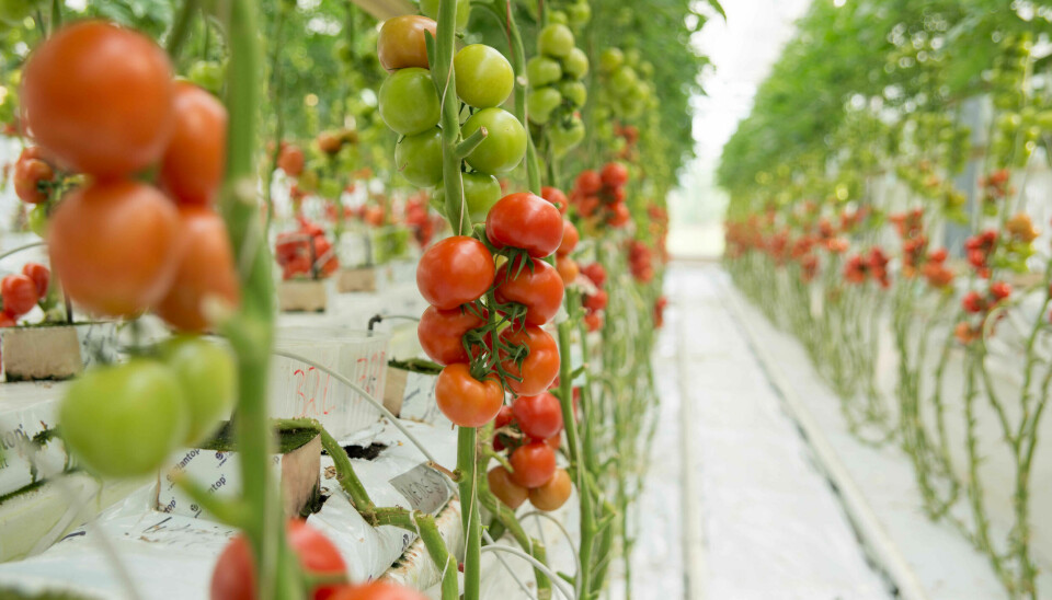 I Noreg skjer tomatproduksjonen i veksthus. Her er det gode vekstforhold for både tomat og planteskadeleg sopp.