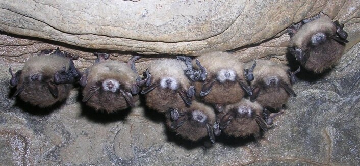 Flaggermus med White Nose Syndrome. Foto: Nancy Heaslip, New York State Department of Environmental Conservation. All rights reserved. Flaggermus med White Nose Syndrome. Foto: Nancy Heaslip, New York State Department of Environmental Conservation. All rights reserved.