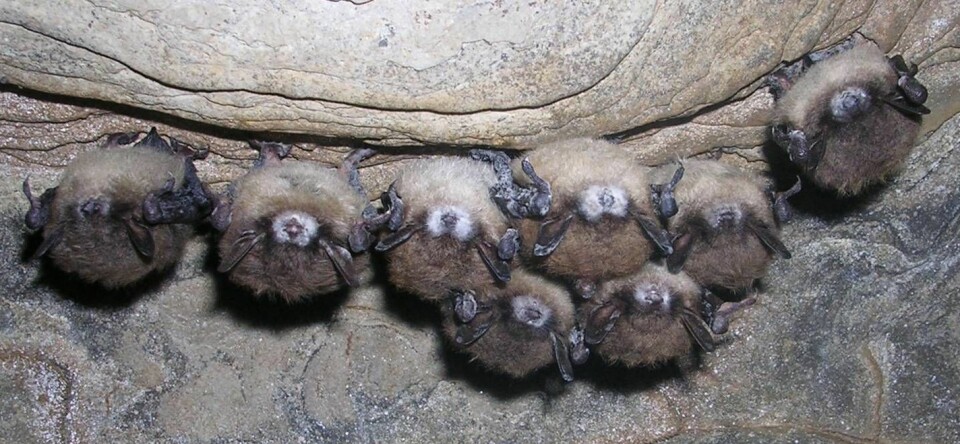 Flaggermus med White Nose Syndrome. Foto: Nancy Heaslip, New York State Department of Environmental Conservation. All rights reserved.