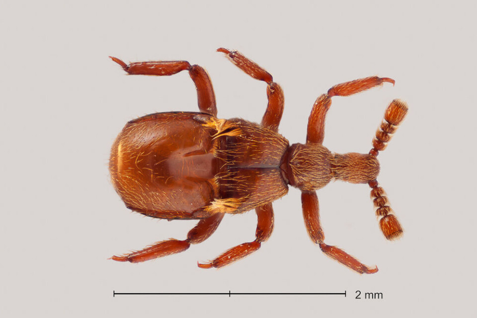 Claviger testaceus (Foto: Arnstein Staverløkk)