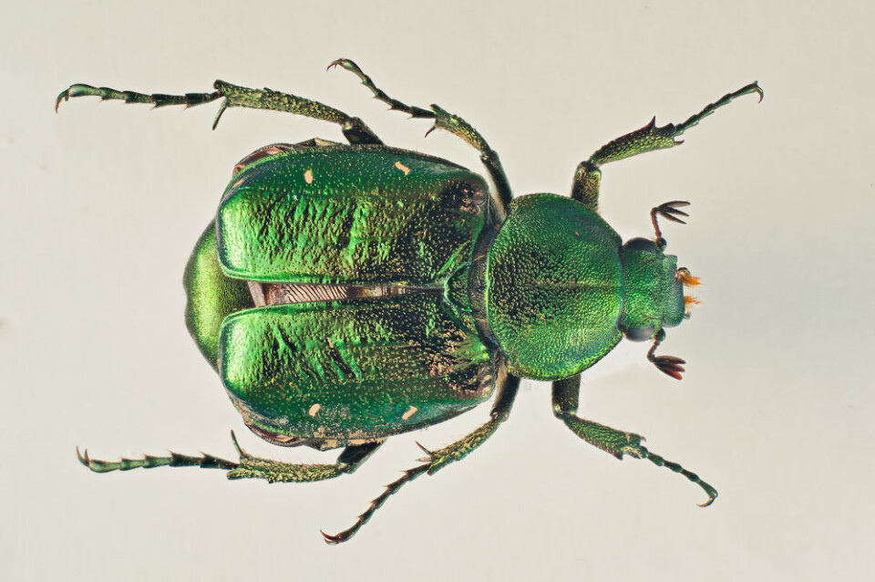 Gnorimus nobilis (Foto: Arnstein Staverløkk)