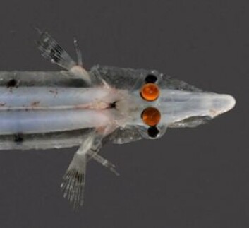Dolichopteryx longipes (Foto: Habor Branch Oceanographic Institution) Dolichopteryx longipes (Foto: Habor Branch Oceanographic Institution)
