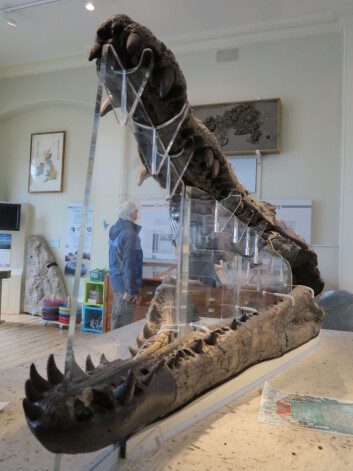 Verdens sterkeste bitt? Pliosaurkjeve fra Weymouth på museet i Dorchester. Foto: LLD Verdens sterkeste bitt? Pliosaurkjeve fra Weymouth på museet i Dorchester. Foto: LLD