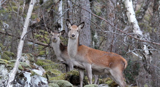 Ubegrenset jakt på hjortekalver ga liten økning i det totale antall felte dyr