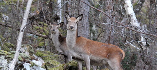 Ubegrenset jakt på hjortekalver ga liten økning i det totale antall felte dyr