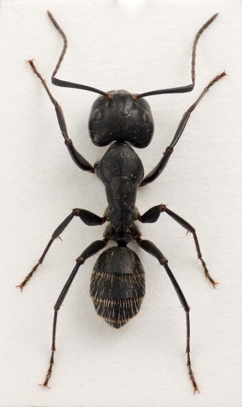 Camponotus vagus er en stokkmaur som er en av Europas største maurarter. Den ble for første gang oppdaget i Norge i 1998, på Valer i Øsfold. (Foto: Lars Sandved Dalen, Skog og landskap). Camponotus vagus er en stokkmaur som er en av Europas største maurarter. Den ble for første gang oppdaget i Norge i 1998, på Valer i Øsfold. (Foto: Lars Sandved Dalen, Skog og landskap).