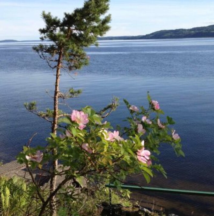 Sommerstemning ved Øyeren 5. juli. Dette bildet er tatt i retning Jami. (Foto: T. Wahl) Sommerstemning ved Øyeren 5. juli. Dette bildet er tatt i retning Jami. (Foto: T. Wahl)