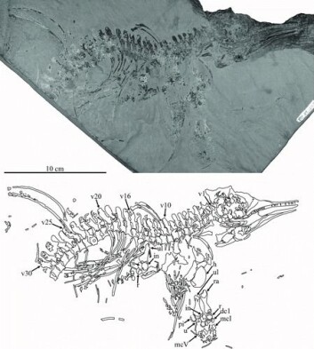 Den nye fiskeøglen Gulosaurus helmi. Øverst: foto av fossilet. Nederst: Tegning som tolker hvilke bein fossilet viser. (Foto: Foto/ tegning: Cuthberthson et al 2013) Den nye fiskeøglen Gulosaurus helmi. Øverst: foto av fossilet. Nederst: Tegning som tolker hvilke bein fossilet viser. (Foto: Foto/ tegning: Cuthberthson et al 2013)