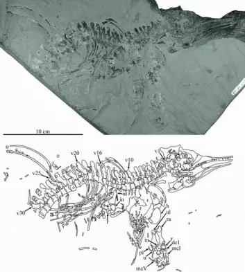 Den nye fiskeøglen Gulosaurus helmi. Øverst: foto av fossilet. Nederst: Tegning som tolker hvilke bein fossilet viser. (Foto: Foto/ tegning: Cuthberthson et al 2013)