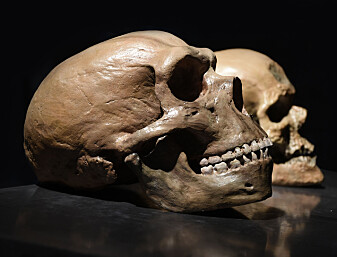 Hjernen til mennesker og neandertalere kan ha hatt en spesiell ting til felles