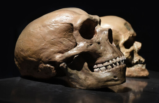 Hjernen til mennesker og neandertalere kan ha hatt en spesiell ting til felles