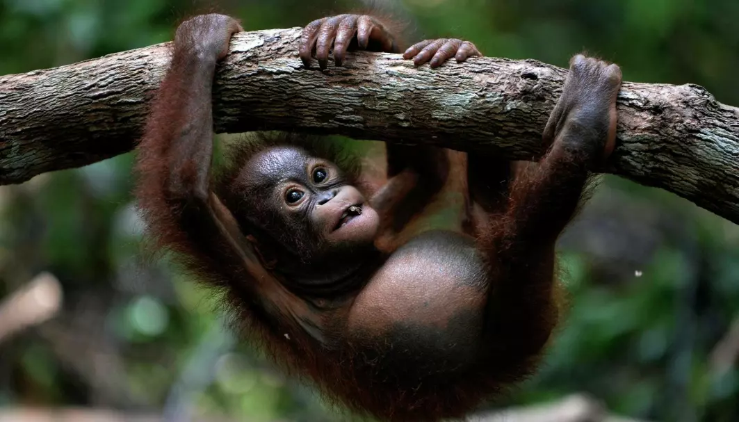 En orangutang-unge som er på «jungel-skole» på et redningssenter for ville dyr i Indonesia. Ungen ble funnet vandrende alene i en palmeoljeplantasje og hadde inhalert røyk etter at store regnskogområder ble brent ned i Indonesias del av Borneo. Bildet ble tatt i 2016.