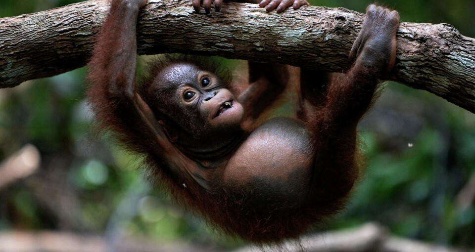 Slik planlegger verden å stoppe tapet av natur frem mot 2030