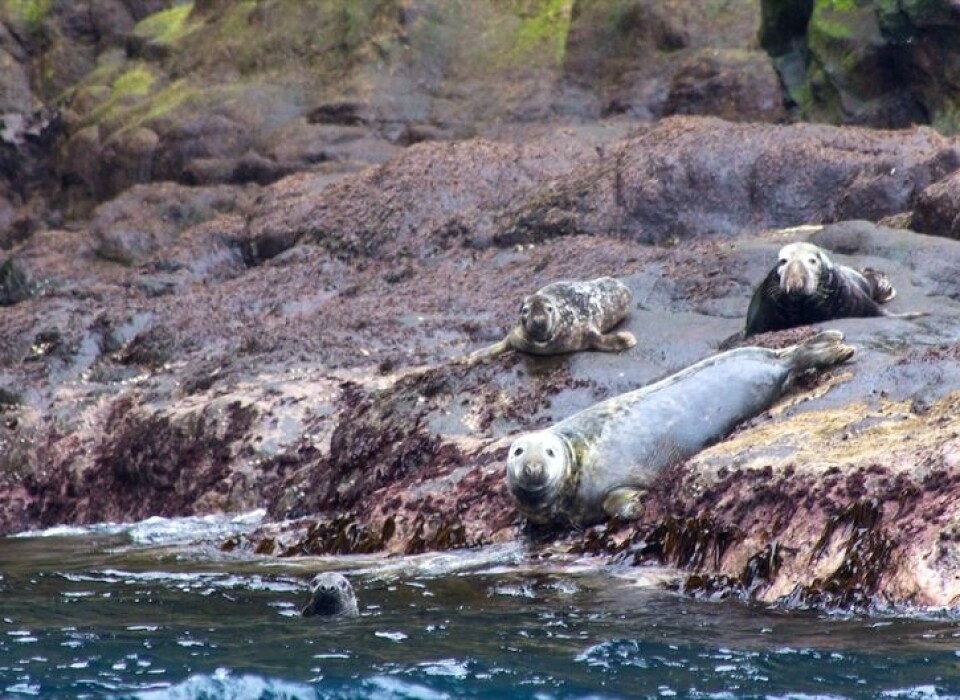 Disse selene stupte fort i vannet da lettbåten rundet neset de slappet av på. Se også film av (blant annet) selene tidligere i blogginnlegget. Foto: Sindre Skrede