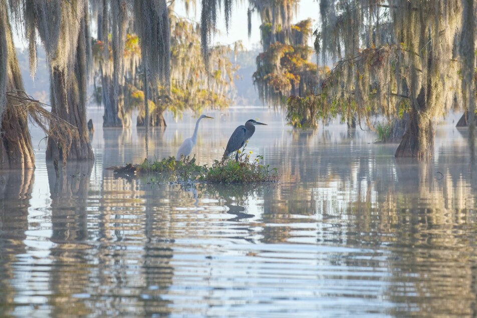 Våtmarker er oaser for fugleliv og mye annet liv. Våtmarker er en truet naturtype, og 85 prosent av dem er borte.