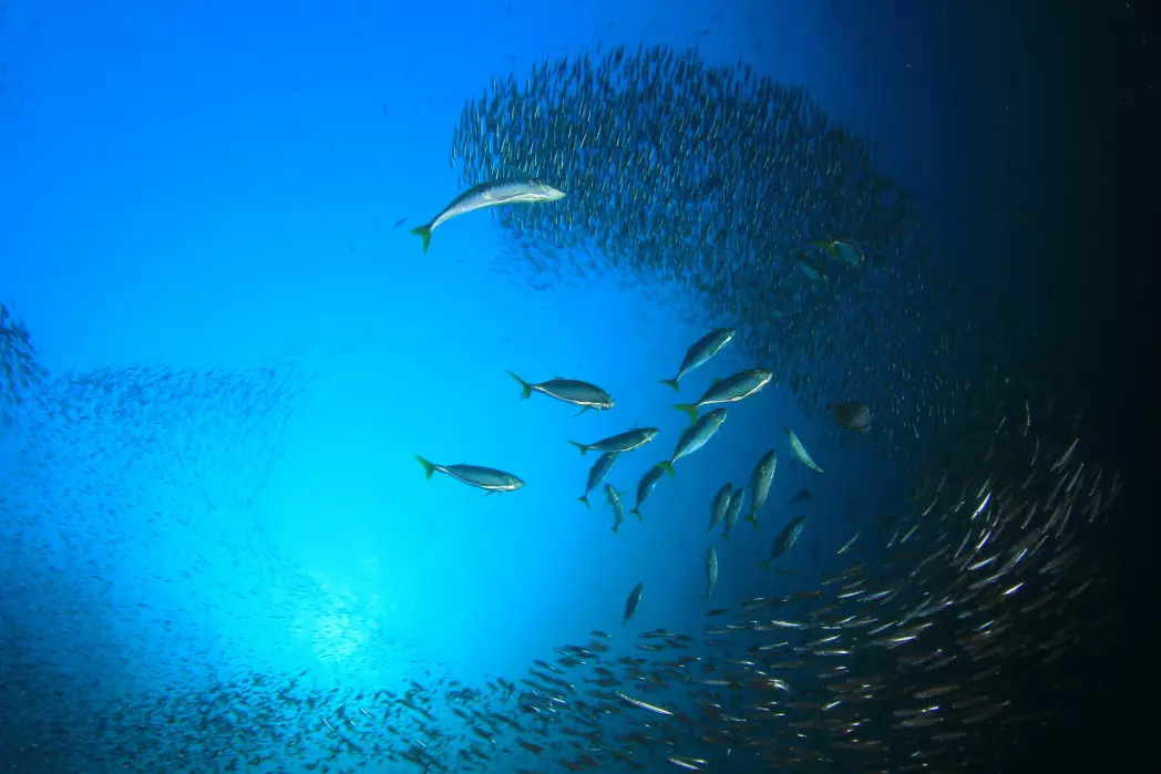 33 prosent av fiskebestander overfiskes, mens 60 prosent er utnyttet maksimalt.
