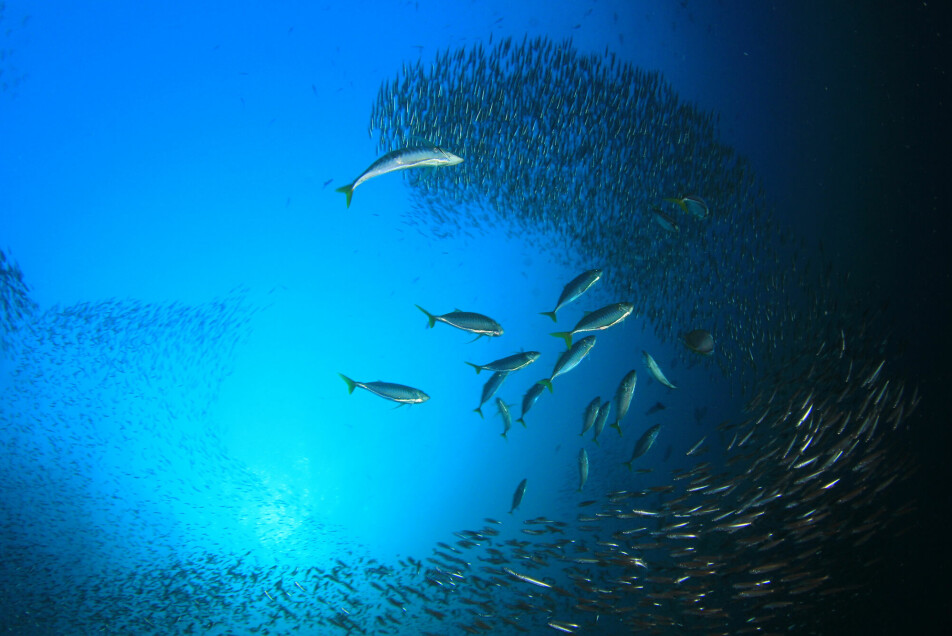 33 prosent av fiskebestander overfiskes, mens 60 prosent er utnyttet maksimalt.