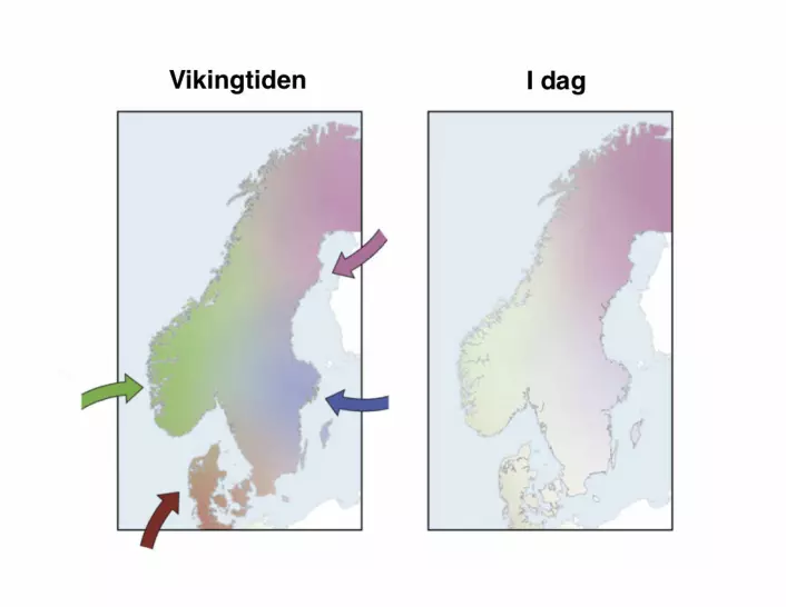 I vikingtiden strømmet gener inn i Skandinavia fra fire ulike hold (venstre bilde). Disse genene finnes det fortsatt spor etter (høyre bilde) i nordmenns, svenskers og danskers gener. Men i ulik grad.