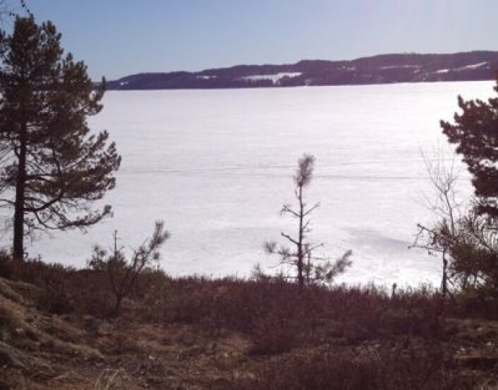 Snauspist småfuru ser fram mot en god, varm sommer ved Øyeren. (Foto: T. Wahl) Snauspist småfuru ser fram mot en god, varm sommer ved Øyeren. (Foto: T. Wahl)