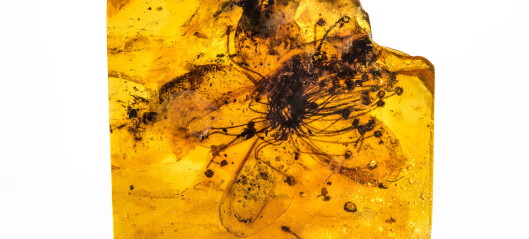 Denne blomsten er 35 millioner år gammel