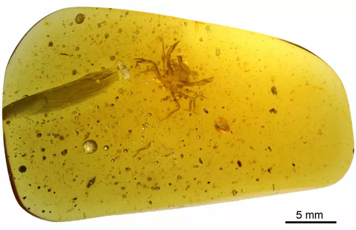 Denne bitte lille <a href="https://ung.forskning.no/paleontologi/denne-krabben-ble-fanget-i-rav-for-99-millioner-ar-siden/1926649" aria-label="">krabben ble fanget i rav for 99 millioner år siden</a>.