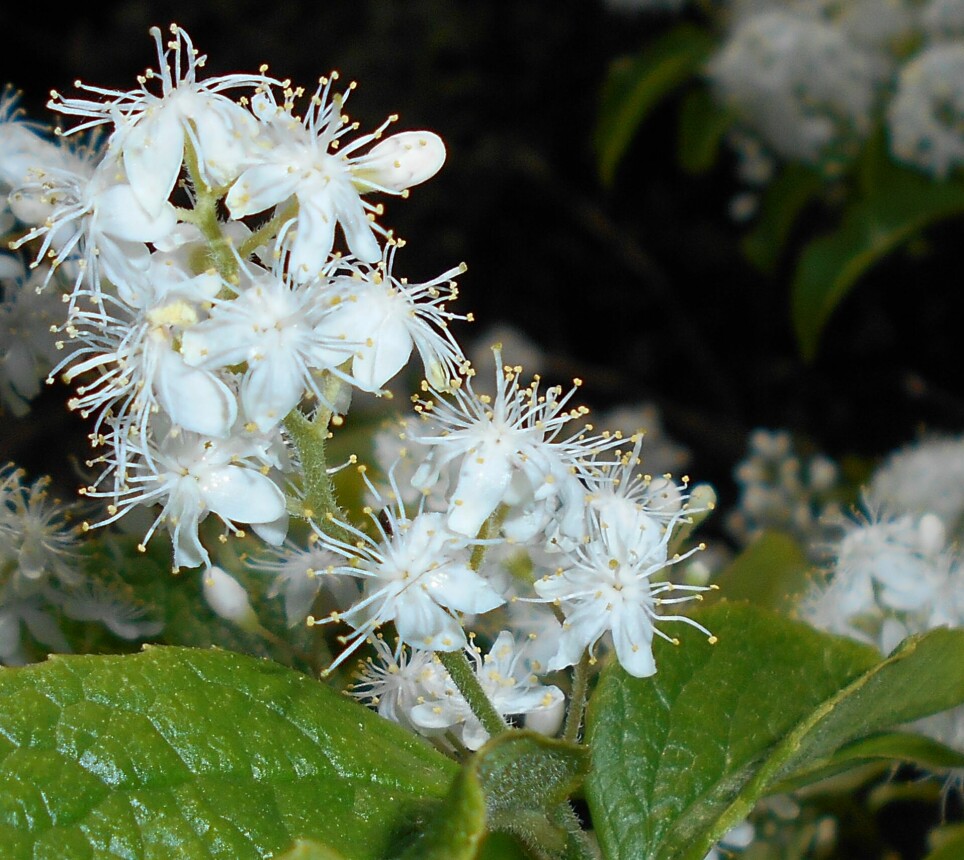 Dette er arten Symplocos paniculata, som vokser i Asia i dag. Forskerne mener den er i slekt med blomsten i ravklumpen.