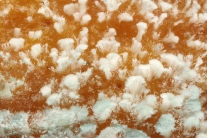 Penicillium nalgiovense på ganske nært hold. Vakker! Foto: Encyclopedia of life. Penicillium nalgiovense på ganske nært hold. Vakker! Foto: Encyclopedia of life.