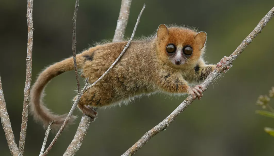 Muselemuren Microcebus rufus er en av lemurene på Madagaskar som er truet av utryddelse.