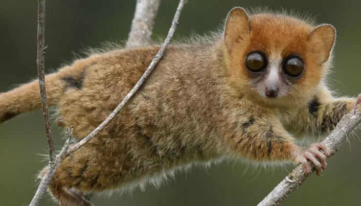 Forskere frykter utryddelsesbølge på Madagaskar