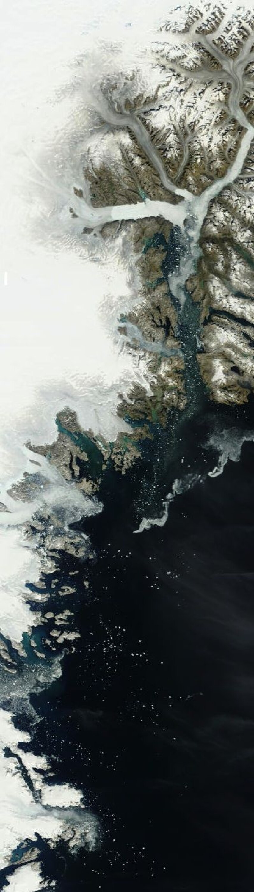 Sommer og sol, men ikke mye grønt å se på sør-øst-kysten av Grønland. Men mange isfjell i sjøen. (Foto: (NASA Terra MODIS))
