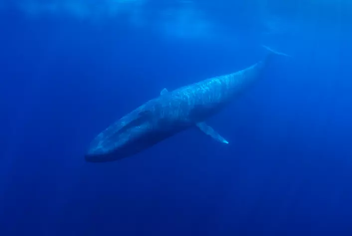 Researchers were able to detect more than 800 whale vocalisations from blue whales (pictured here) and fin whales.