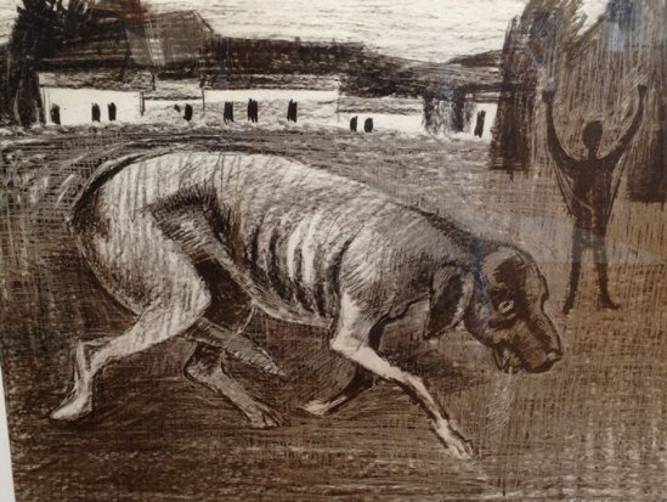 «Gal hund» tegnet i 1956 av kunstneren Einar Granum. Tegningen ble laget mens Granum var på oppdrag i Etiopia og selv ble angrepet av en syk hund. Tegningen ble overrakt som en gave fra familien til NVH, og henger i dag på rektors kontor. (Foto: Norges veterinærhøgskole)