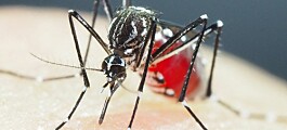 Superresistente, muterte mygg i Asia er en økende trussel