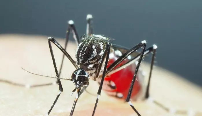 En aedes aegypti-mygg – eller gulfebermygg – fotografert på laboratorium i Tokyo. Forskere er bekymret for at insektmidler virker langt dårligere enn tidligere på en del mygg som sprer sykdommer.