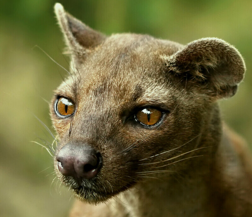 Fossa er det største rovdyret på Madagaskar. Den er sårbar for å bli utryddet.