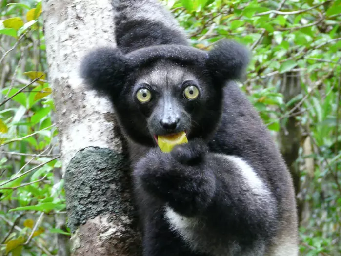 Indrier er et av dyrene som kan bli borte.