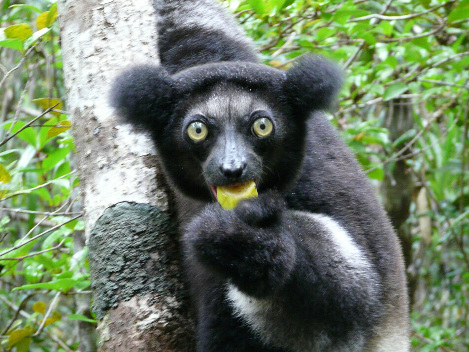 Indrier er et av dyrene som kan bli borte.
