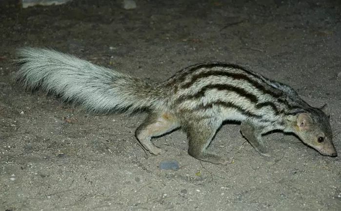 Grandidier’s Vontsira er et truet lite rovdyr som lever i et lite område på Madagaskar.