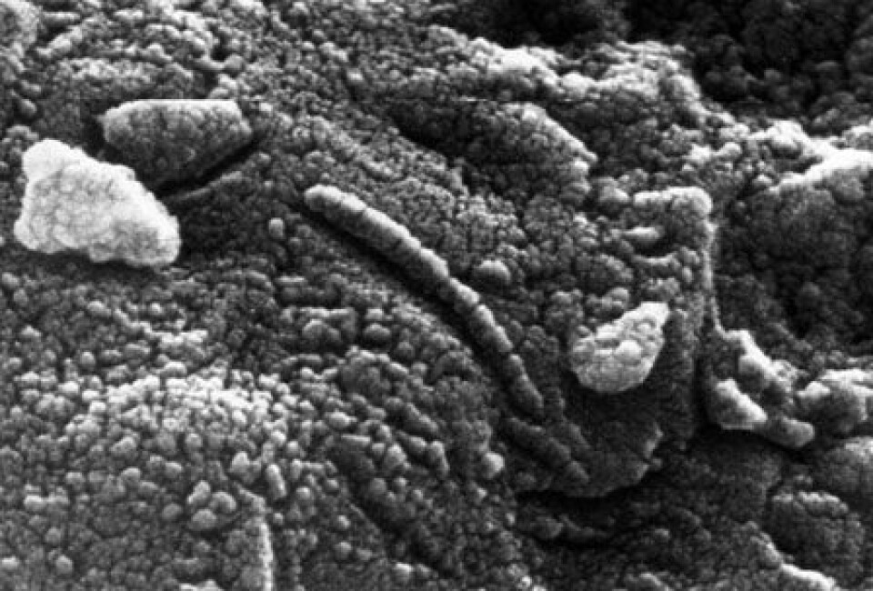 Mulige nanobakteriefossiler i en meteoritt fra Mars
