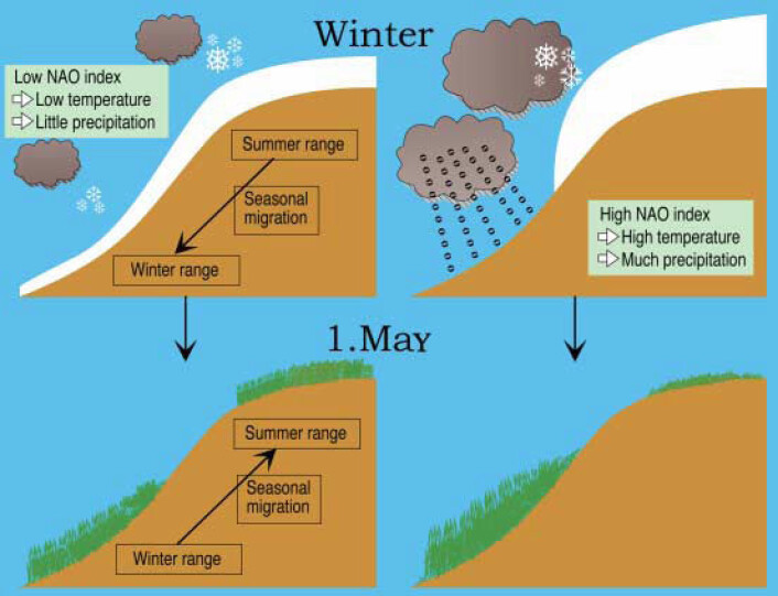 De Nord-Atlantiske Svingningene (NAO) treffer Vestlandet av Norge som en sammensatt ”værpakke” (Kilde: Stenseth, N.C., and Mysterud, A. 2005. Weather packages: Finding the right scale and composition for climate in ecology. Journal of Animal Ecology 74: 1195-1198). I år med høy NAO indeks, møter hjorten både mindre snø i vinterområdet i lavlandet (hvilket er positivt) men også mer snø i sommerområdet. Det siste gir en lenger vekstsesong, hvilket fører til bedre beite totalt sett. I år med lav NAO indeks er situasjonen snudd – dårligere forhold i vinterområdene med mer snø – og mindre snø i fjellet og påfølgende dårligere beitesommer. (Kilde: Pettorelli, N., Mysterud, A., Yoccoz, N.G., Langvatn, R., and Stenseth, N.C. 2005. Importance of climatological downscaling and plant phenology for red deer in heterogeneous landscapes. Proceedings of the Royal Society of London, Series B 272: 2357-2364) De Nord-Atlantiske Svingningene (NAO) treffer Vestlandet av Norge som en sammensatt ”værpakke” (Kilde: Stenseth, N.C., and Mysterud, A. 2005. Weather packages: Finding the right scale and composition for climate in ecology. Journal of Animal Ecology 74: 1195-1198). I år med høy NAO indeks, møter hjorten både mindre snø i vinterområdet i lavlandet (hvilket er positivt) men også mer snø i sommerområdet. Det siste gir en lenger vekstsesong, hvilket fører til bedre beite totalt sett. I år med lav NAO indeks er situasjonen snudd – dårligere forhold i vinterområdene med mer snø – og mindre snø i fjellet og påfølgende dårligere beitesommer. (Kilde: Pettorelli, N., Mysterud, A., Yoccoz, N.G., Langvatn, R., and Stenseth, N.C. 2005. Importance of climatological downscaling and plant phenology for red deer in heterogeneous landscapes. Proceedings of the Royal Society of London, Series B 272: 2357-2364)
