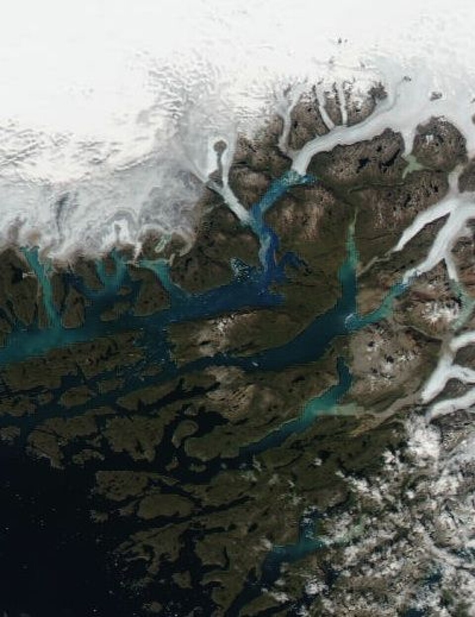 Her bosatte de gamle vikingene seg for drøyt 1000 år siden. Eirik Raudes gård Brattahlid lå visstnok like til høyre for midtpunktet i dette bildet, som ble tatt 19. juli. (Foto: (NASA Terra MODIS))