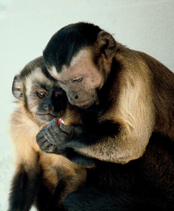 (Foto: Wikipedia) (Foto: Wikipedia)