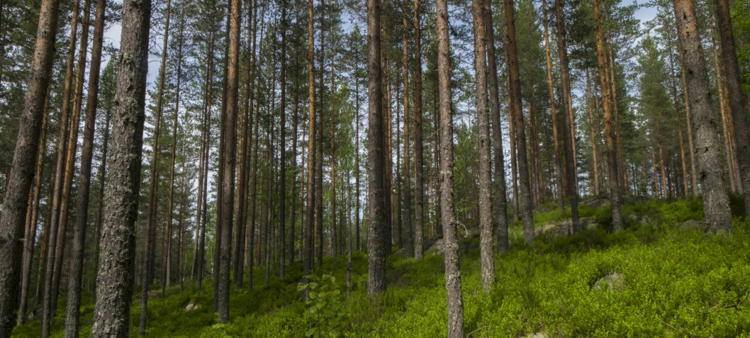 Staten eier under 10 prosent av den produktive skogen i Norge