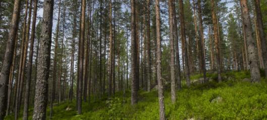 Staten eier under 10 prosent av den produktive skogen i Norge