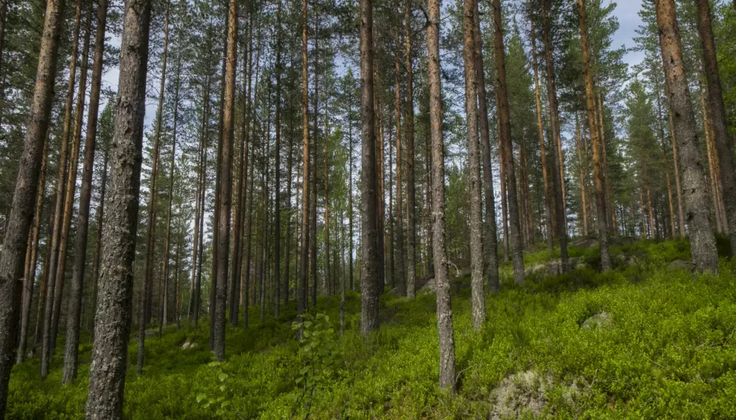 Ingen andre land i Europa har mer skog eid av enkeltpersoner enn Norge. (78 prosent).