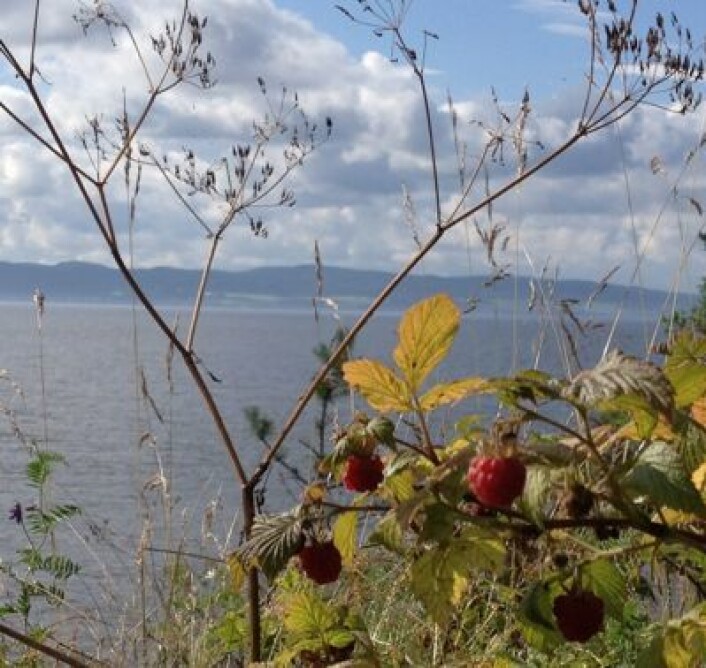 Villbringebærene på hytta ved Øyeren mener det har vært en utmerket sommer i 2012 ... (Foto: T. Wahl) Villbringebærene på hytta ved Øyeren mener det har vært en utmerket sommer i 2012 ... (Foto: T. Wahl)