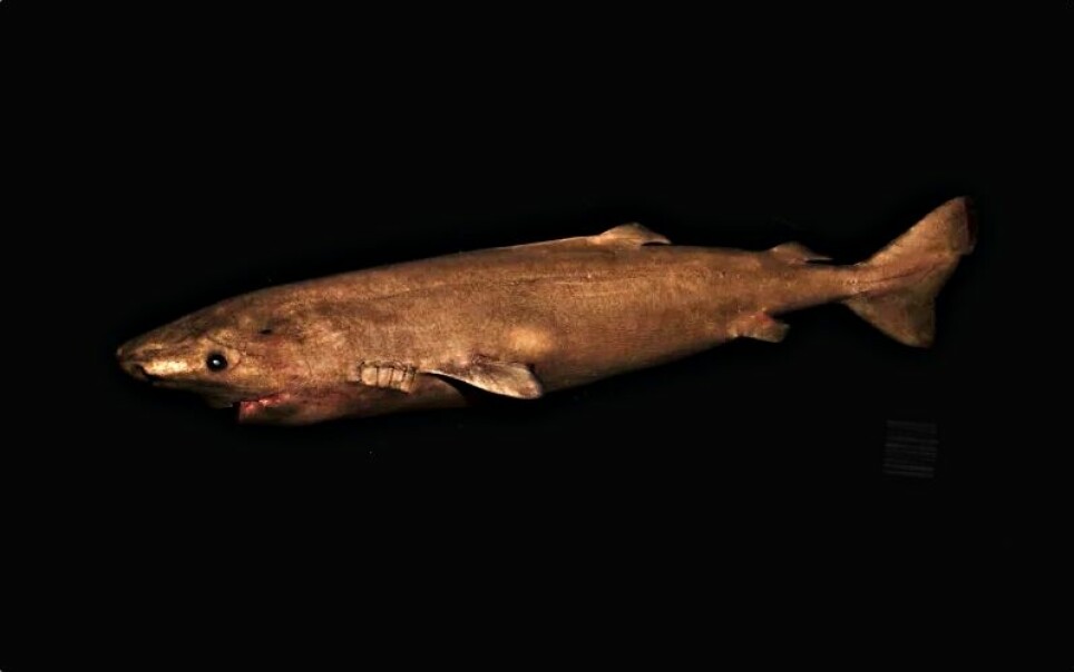 Dypt nede i norske fjorder finnes det en mystisk hai som kanskje kan leve til den blir 400 år gammel – mye lenger enn alle andre store dyr i verden.