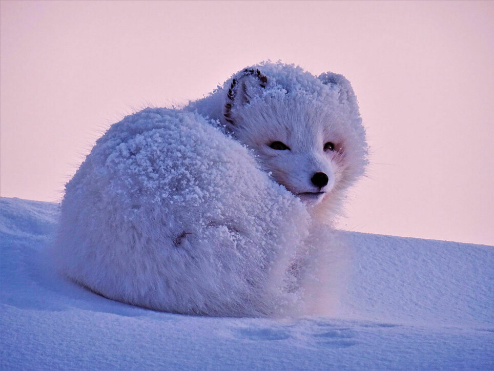 Fjellrev, også kalt polarrev, er en nær slektning av rødreven og finnes over hele den arktiske tundraen.