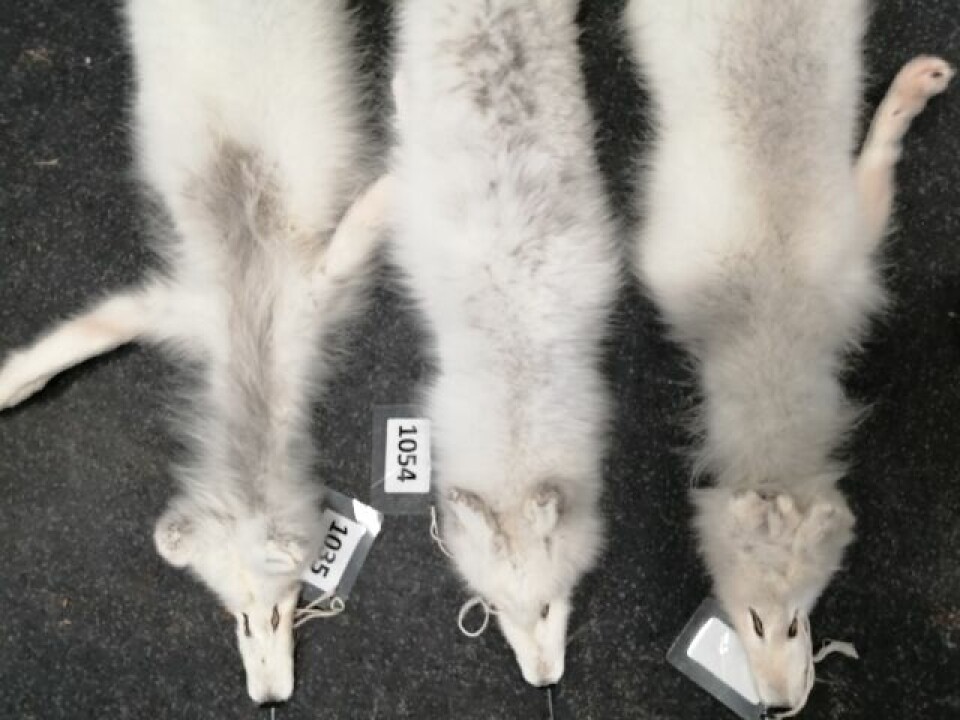 Vinterpels fra fjellrev fangstet på Svalbard. Pels i midten er ikke infisert med lus, mens de to pelsene på hver side har lus.